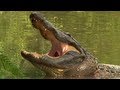 Aggressive Alligators 03, Dangerous Reptiles