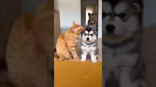 Orange Cat Attack on Baby Husky... Until Leopard Walks In! 😨😂🐾