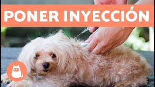 Cómo poner una inyección al perro