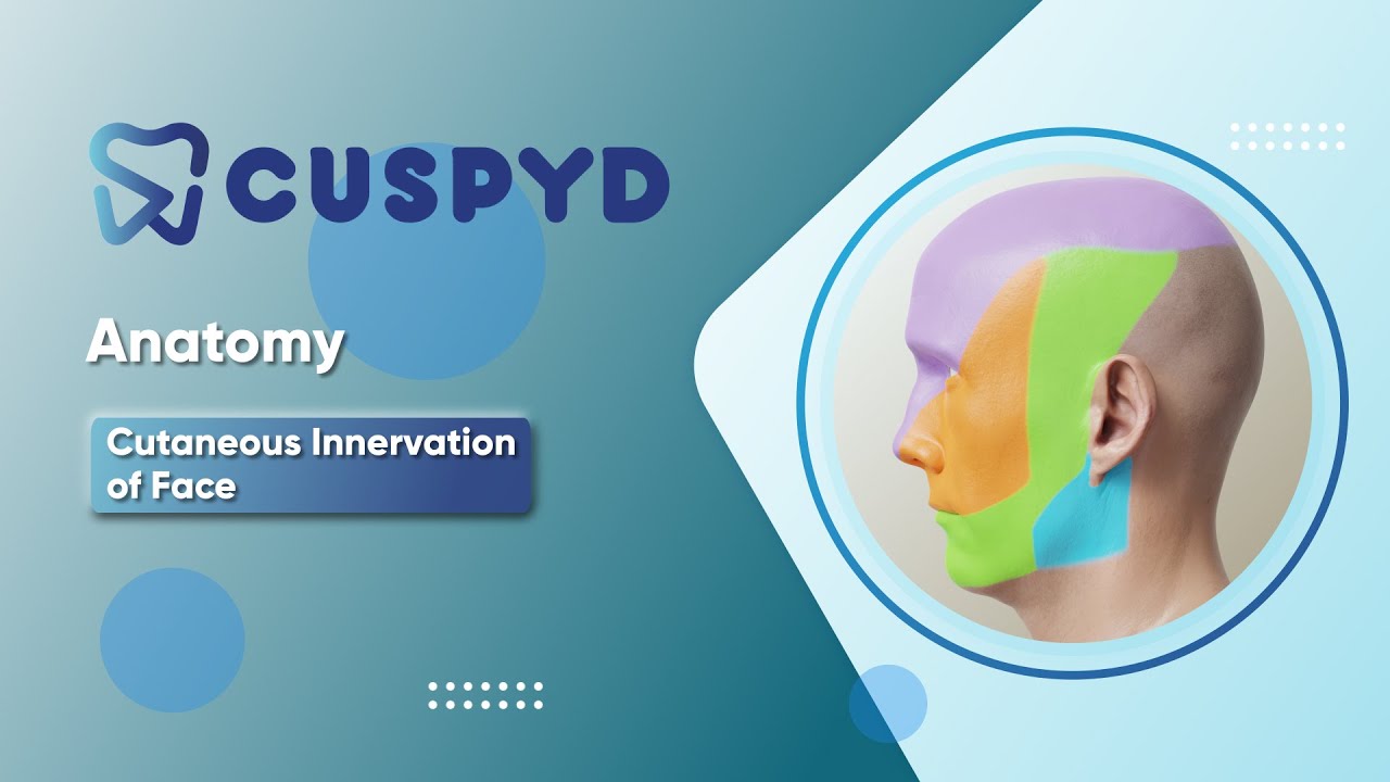 Anatomy - Gross Anatomy - Scalp, temple & Face - Cutaneous innervation of face- Sensory Nerve supply