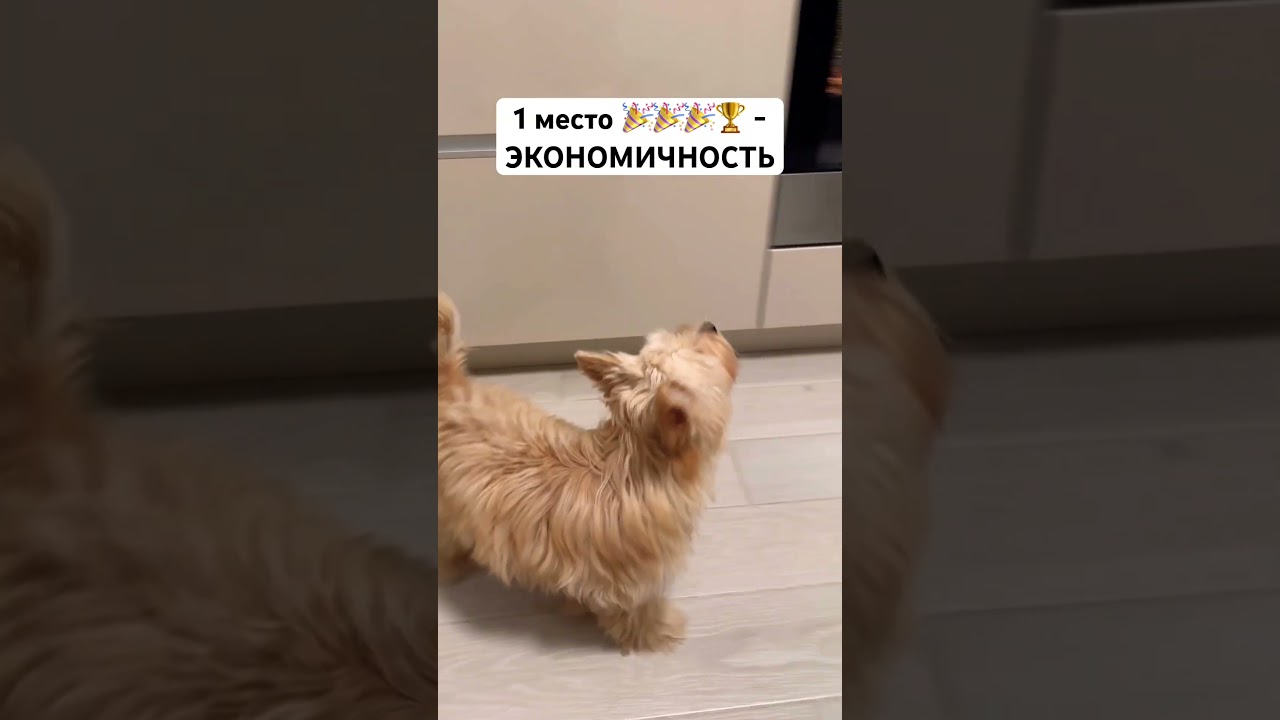 ЛУЧШИЕ породы собак для квартир ✅ 💛 #собака #животные #лучшее