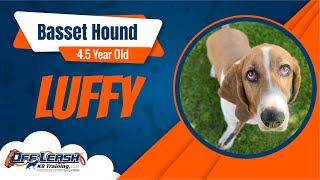 Best Basset Hound Dog Training | Salinas | Luffy