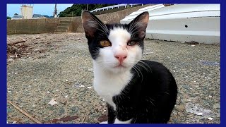 漁港にいたハチワレ猫をナデナデするとゴロゴロと懐いてきてカワイイ