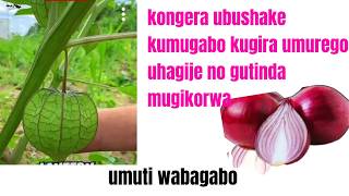 Umuti mwiza kubagabo  igitsina kidafata umurego uhagije bakarangiza vuba ntibagire nubushak