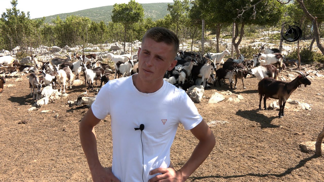- MLADIĆ SAM ČUVA 1000 KOZA NA PLANINI KAMEŠNICI -