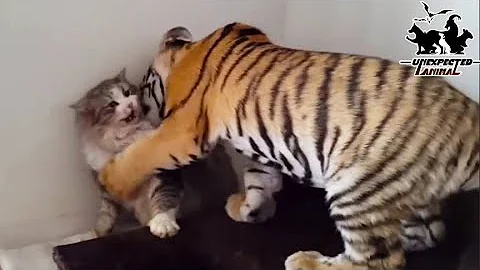 Mother Cat Adopted A Tiger Cub,Years Later This Happened… - DayDayNews