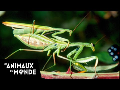 Vidéo: Qui Est Une Mante Religieuse