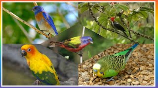 طيور ملونة في غاية الروعة والجمال