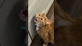 I want a mouse 😻 #cat #talkingcat