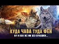 Куда ЧАВА, туда ФЕН.