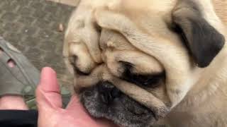 Henry Being Content With His Pappa Getting A Head Rub. December 1st 2023.