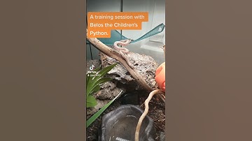 Another training session with Belos the Children