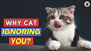 Why Your Cat Ignores You (It’s Not What You Think)