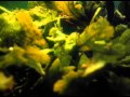 разнообразие растений водоросли