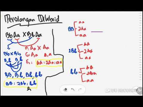 Video: Bagaimana Mengatasi Masalah Persilangan Dihibrida