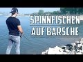 Spinnfischen auf Barsche am Rhein - Basics für Anfänger - Einfach Erklärt - Fishing Bros.