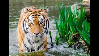 Tiger, Siberian Tigers - Big Cats Wild Dcumentary (HD 1080p)