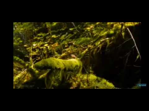 Мир и любовь вокруг вас. YouTube