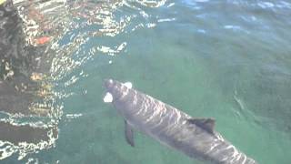 Harbor porpoise echolocation
