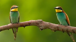 Liffcam Former Au Cinéma Animalier Avec Engagement