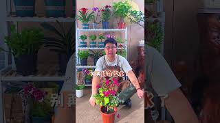 Download Lagu When bougainvillea is in bud there are three things you mustn t do#Flowers and green MP3