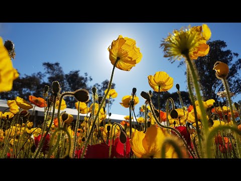 วีดีโอ: เทศกาลดอกไม้ 