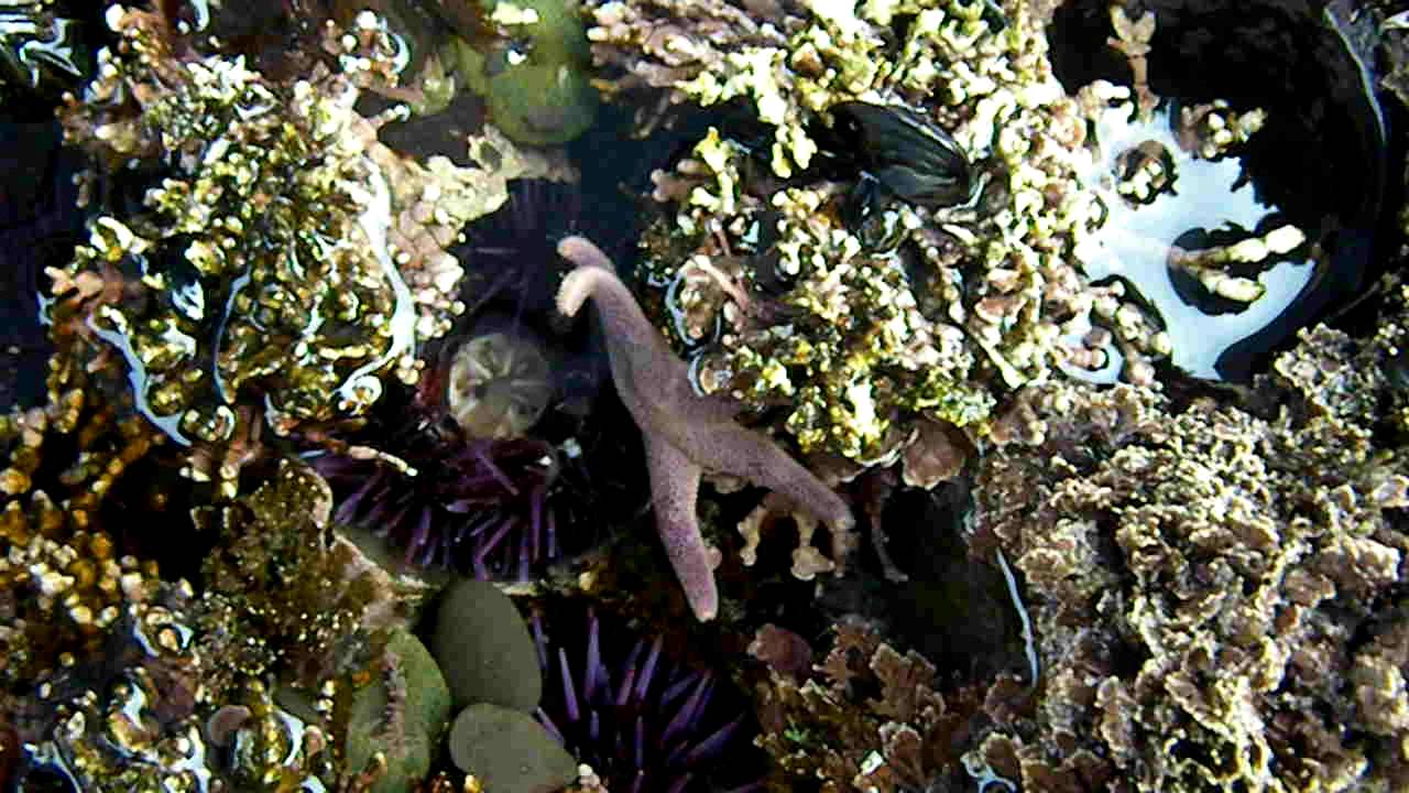 Dwarf Mottled Henricia and Purple Urchin at low tide