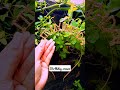 birthday crown।#viral #shorts #ytshorts