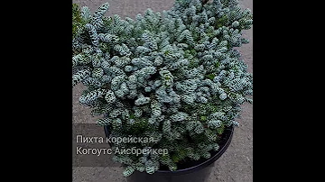 Корейская пихта Когоутс Айсбрейкер