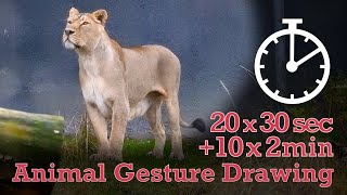 Animal Drawing References #108  20x30sec +10x2min  poses  Lion