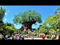 Disney&#39;s Animal Kingdom 2023 Tour / Sights &amp; Sounds in 4K | Walt Disney World Florida June 2023