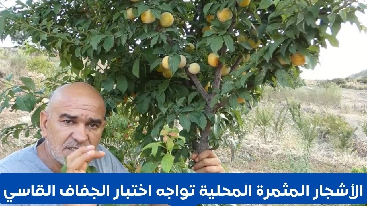الأشجار المثمرة المحلية تواجه اختبار الجفاف القاسي/غرس الأشجار المثمرة ثقافة نفعية وجمالية وإنتاجية.