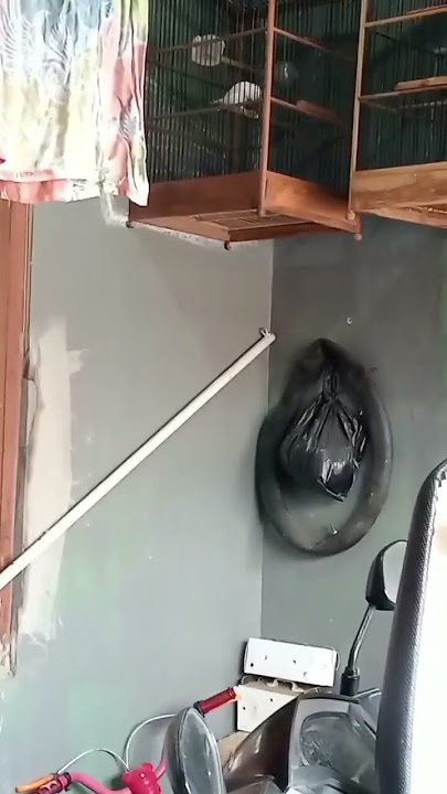 kenari pocong seri AF.. #kicaumania #birds #galerikenariindonesia #burung #video #viral #fyp #short