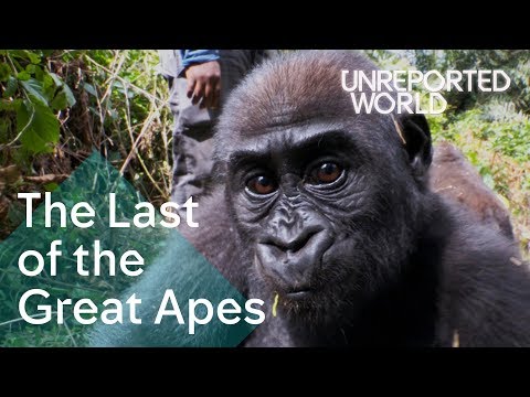 Critically endangered: The plight of Cameroon's Great Apes | Unreported World Instructional Video