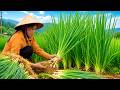 Harvesting scallions, an ingredient in many dishes - The process of making seven-colored sticky rice