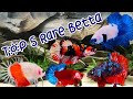 TOP 5 RARE DESIGN BETTA BREED 2024 ASIA #bettafish #aquarium