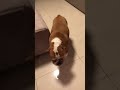 Ele faz de TUDO! Robô Aspirador Samsung Powerbot