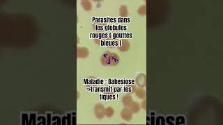 Maladie transmise aux chiens par les tiques : la babesiose ! #youtube #tiktok #shorts #shortvideo