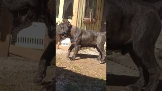 CANIS PUGNAX "Crocop" aka Mastino Chileno project