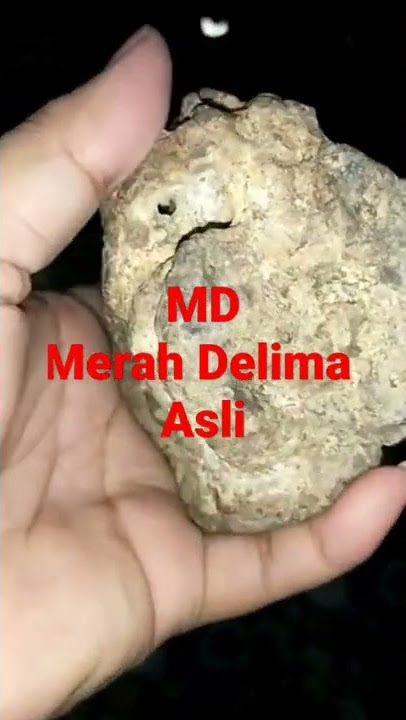 MD ( Merah Delima Asli )minat WA 081228225471