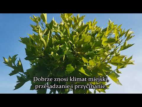 Wideo: Gdzie są rejestrowane platany?