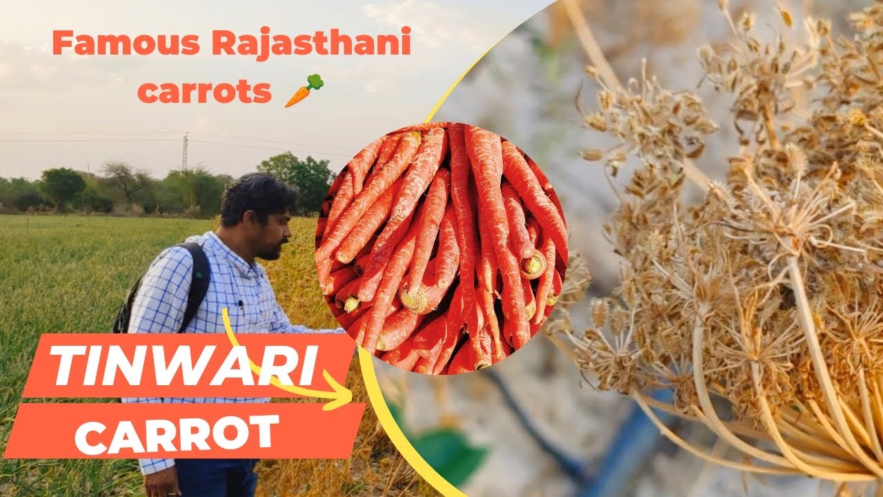 Mathaniya Mathaniya Tinwari Carrot seed plots Rajasthan #carrots - YouTube