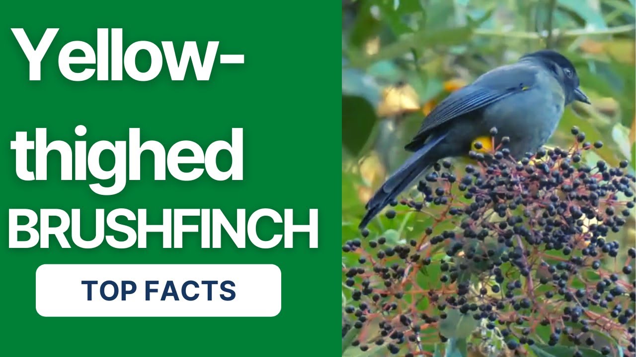 yellow-thighed brushfinch facts 🦜 endemic to the highlands of Costa Rica and western Panama