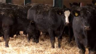 Beef Cattle Finishing Systems and Nutrition options