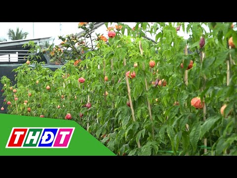 Video: Thông tin về Cây Phong có Hoa - Cách Trồng Cây Abutilon trong Vườn