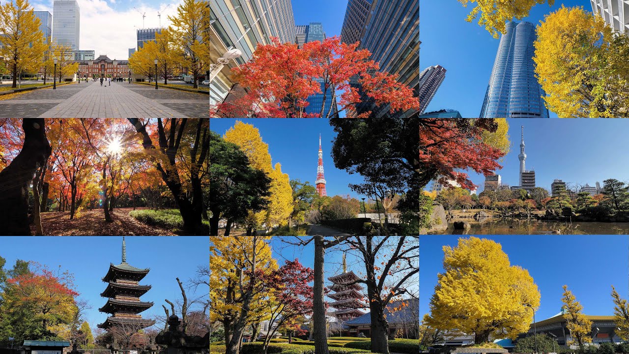 秋の散歩道 maxresdefault.jpg