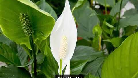 NGUY HIỂM-NHỮNG CÂY CẢNH CHỨA CHẤT ĐỘC CHẾT NGƯỜI