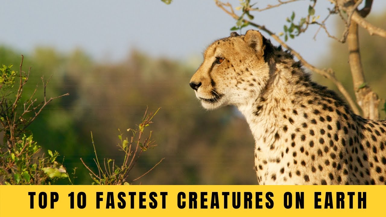 Ultra Fast Creatures Top 10 Fastest Creatures on Earth - YouTube