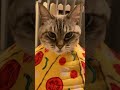 PIZZAな猫