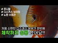 디스커스 쌍이 첫 산란 후, 체착까지 단번에 성공 했습니다!! (디스커스 키우기/ 산란/ 체착/ 브리딩/ 번식)